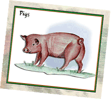 pig