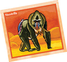 mandrills