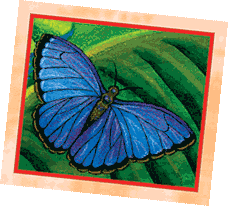 Morpho