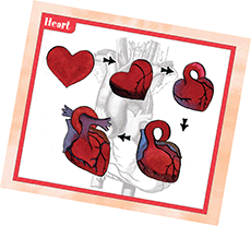 Heart